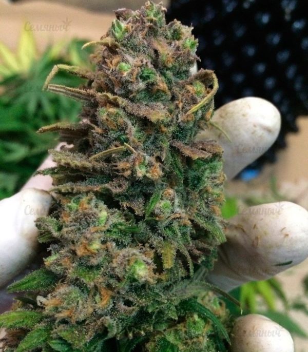 Семена сорта Goji Haze (Sumo Seeds) — изображение 2