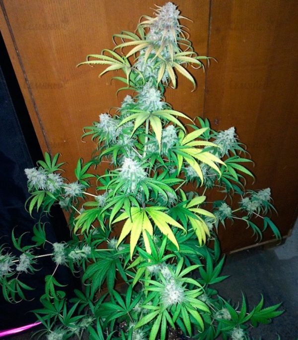 Семена сорта Goji Haze (Sumo Seeds) — изображение 3
