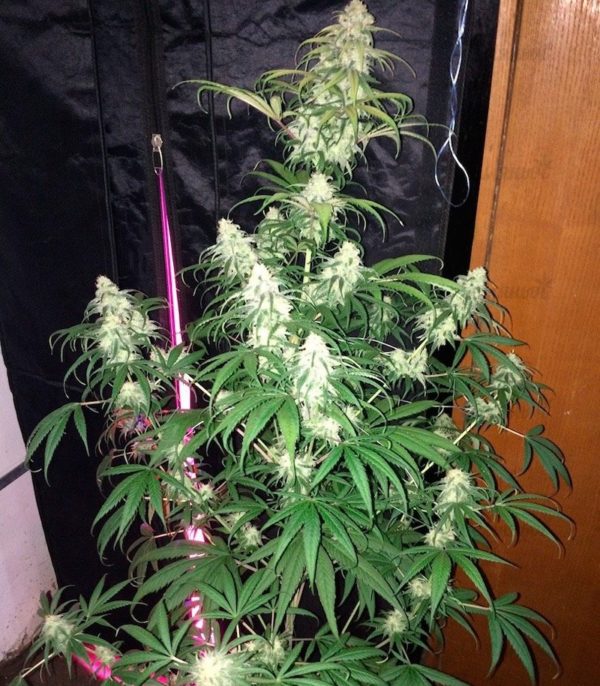 Семена сорта Goji Haze (Sumo Seeds) — изображение 4