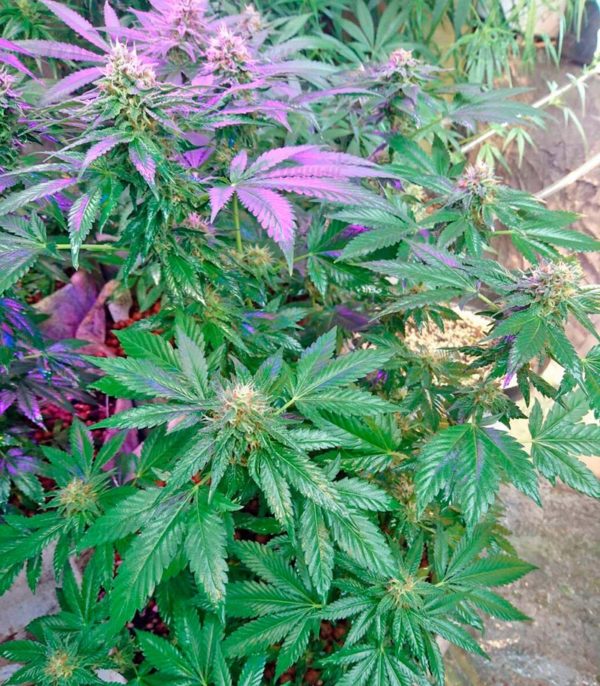 Семена сорта Ice Cream (Paradise Seeds) — изображение 6