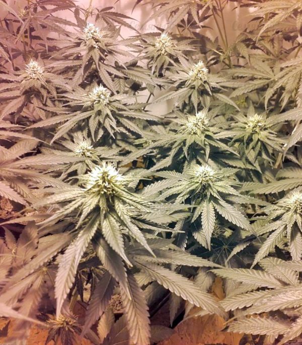Семена сорта Ice Cream (Paradise Seeds) — изображение 9