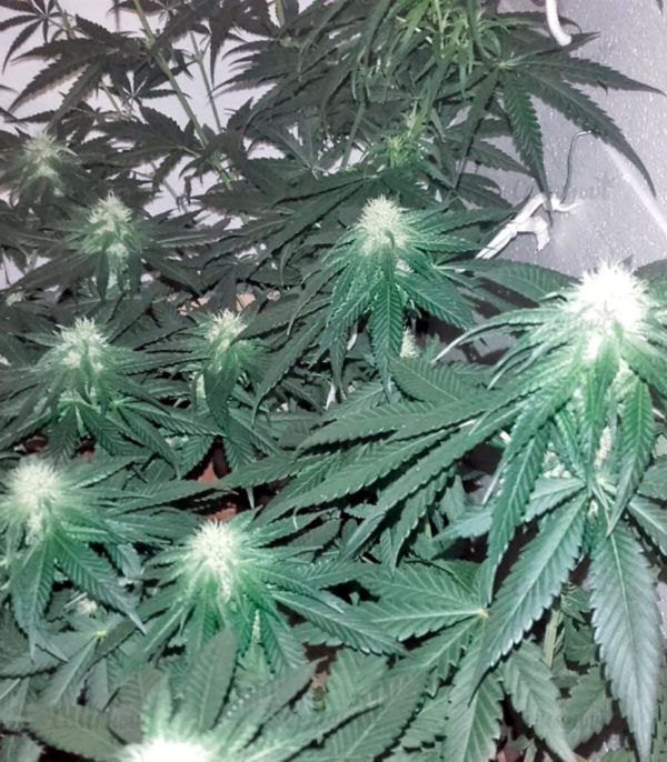 Семена сорта Ice Cream (Paradise Seeds) — изображение 10