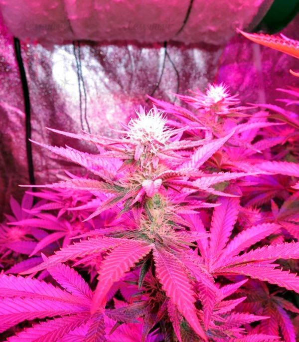 Семена сорта Auto White Widow (Victory Seeds) — изображение 4