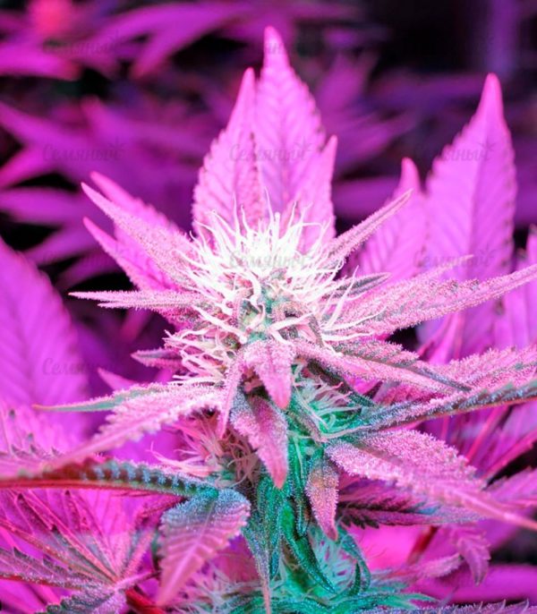 Семена сорта Auto White Widow (Victory Seeds) — изображение 5