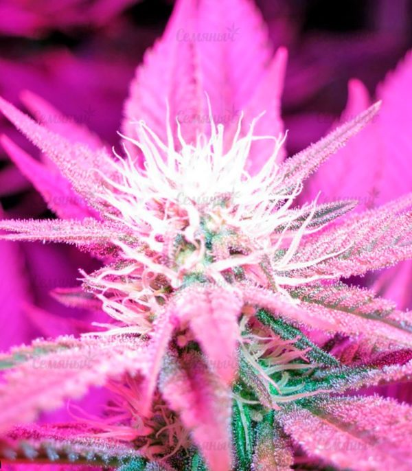 Семена сорта Auto White Widow (Victory Seeds) — изображение 6
