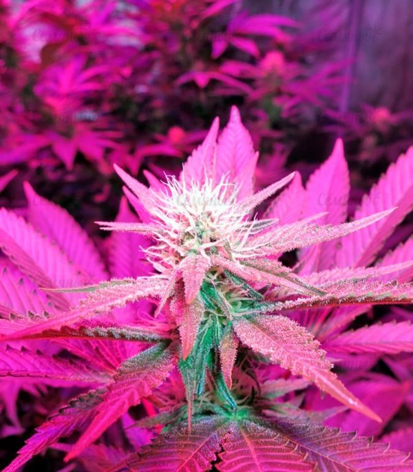 Семена сорта Auto White Widow (Victory Seeds) — изображение 7