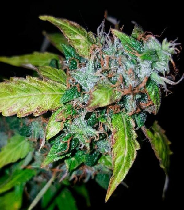 Семена сорта Buddha Quasar (Buddha Seeds) — изображение 5