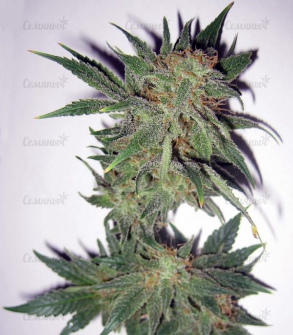 Семена сорта Veneno (Eva Seeds) — изображение 4