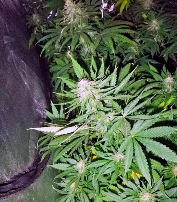 Семена сорта Veneno (Eva Seeds) — изображение 5