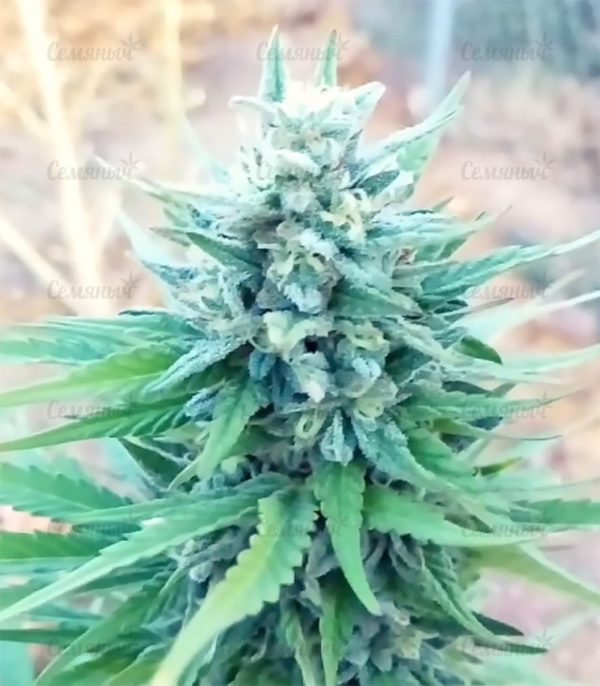Семена сорта Blue Kush (Dinafem Seeds) — изображение 4