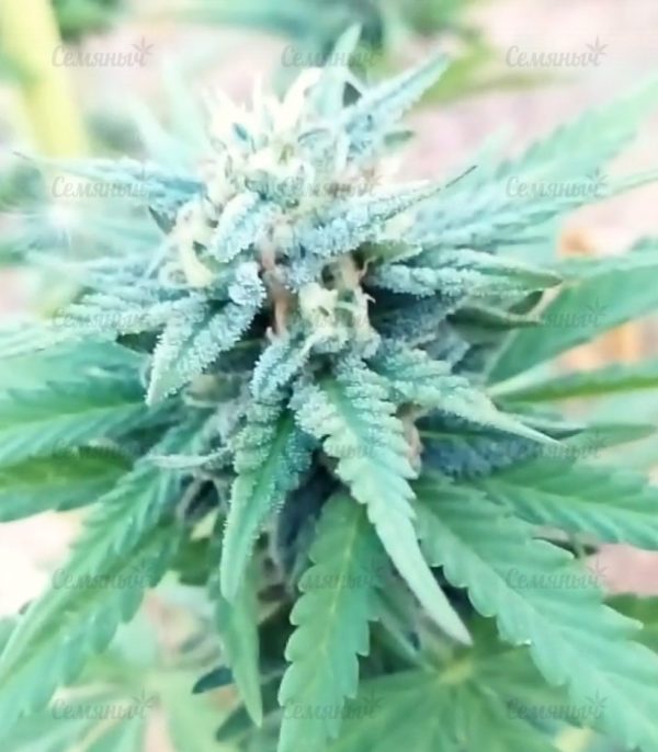 Семена сорта Blue Kush (Dinafem Seeds) — изображение 5