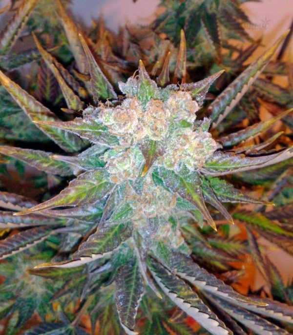 Семена сорта Super Hash (Pyramid Seeds) — изображение 6