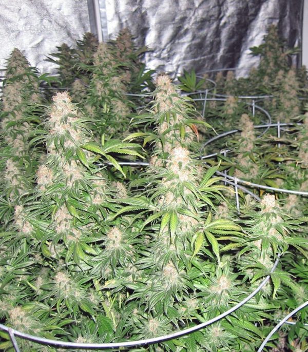 Семена сорта Super Hash (Pyramid Seeds) — изображение 7