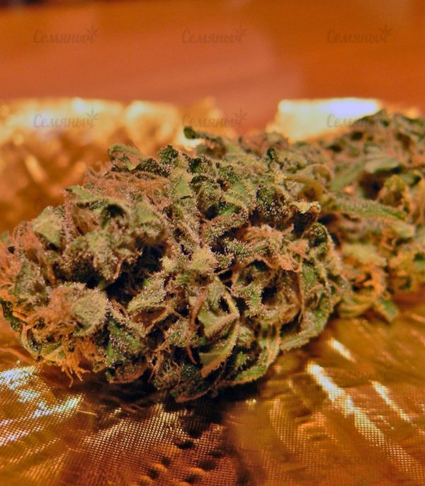 Семена сорта Super Hash (Pyramid Seeds) — изображение 8
