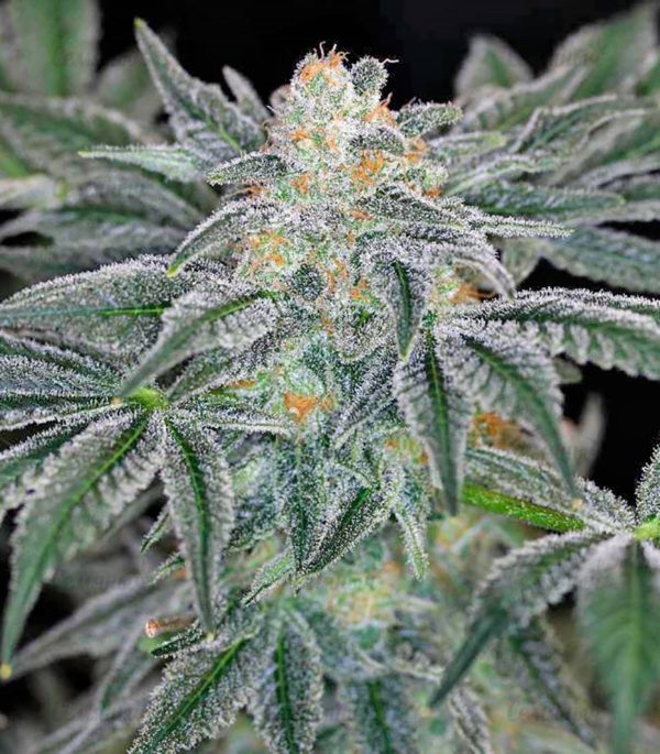 Семена сорта Afghan Kush (World of Seeds) — изображение 4
