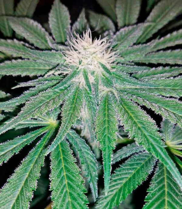 Семена сорта Afghan Kush (World of Seeds) — изображение 5