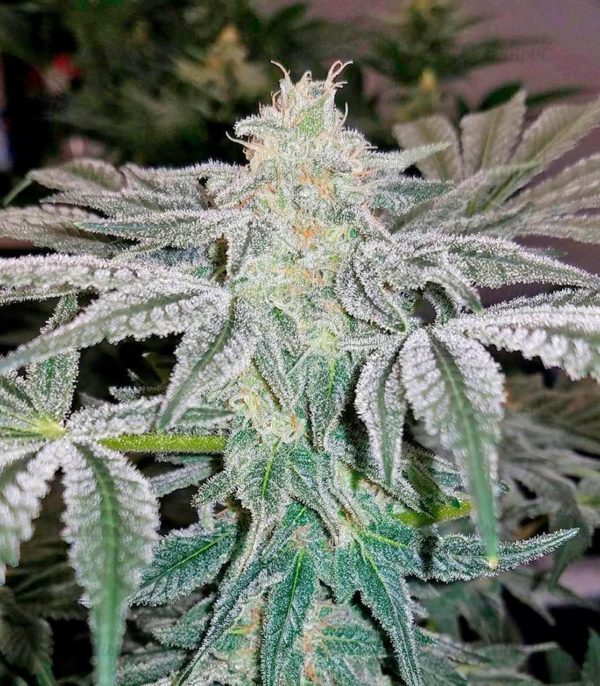 Семена сорта Afghan Kush (World of Seeds) — изображение 6