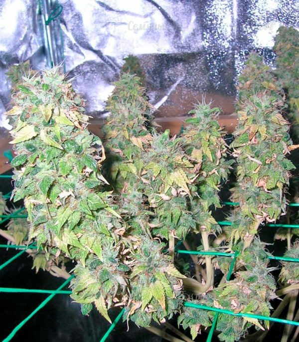 Семена сорта Chronic Haze (World of Seeds) — изображение 4