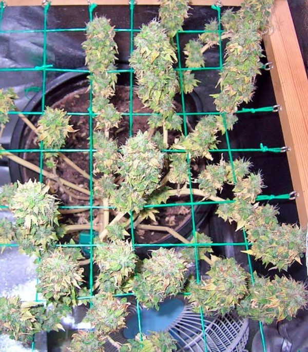 Семена сорта Chronic Haze (World of Seeds) — изображение 5