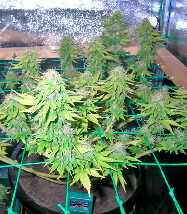 Семена сорта Chronic Haze (World of Seeds) — изображение 6