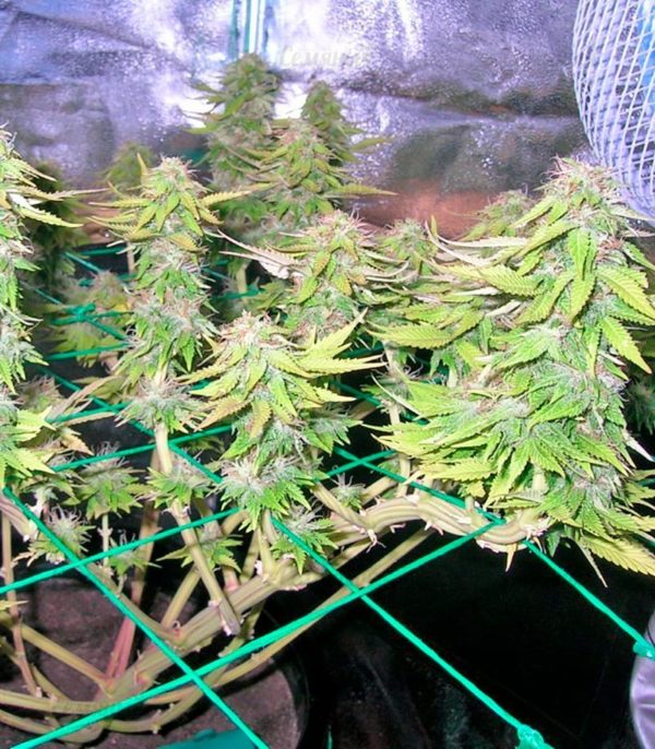 Семена сорта Chronic Haze (World of Seeds) — изображение 7