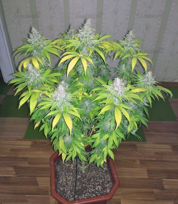 Семена сорта Delahaze (Paradise Seeds) — изображение 4