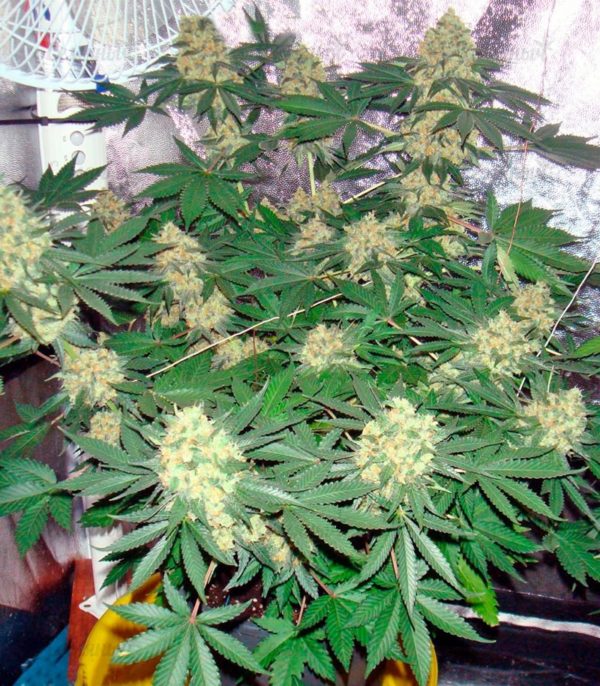 Семена сорта Delahaze (Paradise Seeds) — изображение 5