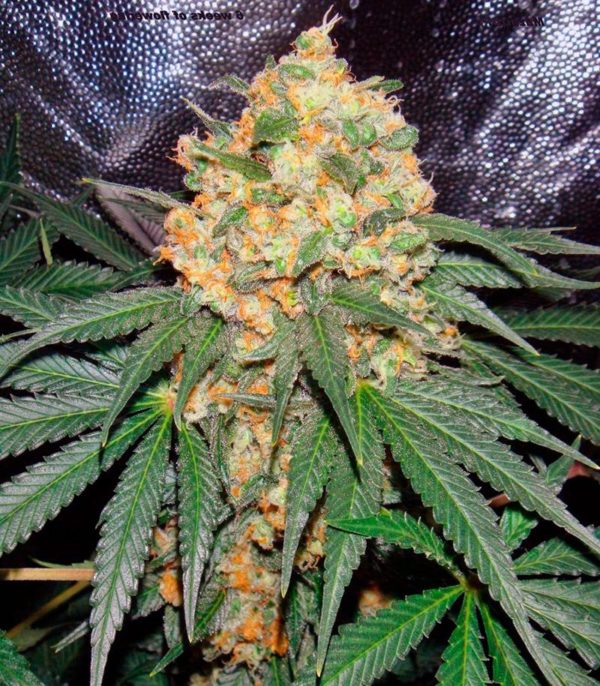 Семена сорта Delahaze (Paradise Seeds) — изображение 6
