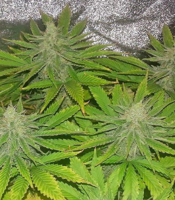 Семена сорта King’s Kush Auto (GHS) — изображение 5