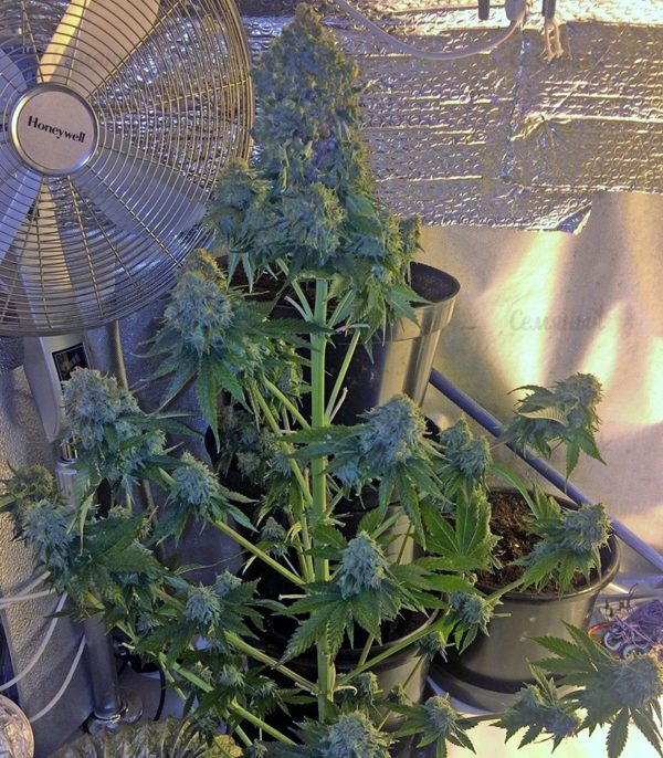 Семена сорта Moby Dick (Dinafem Seeds) — изображение 4
