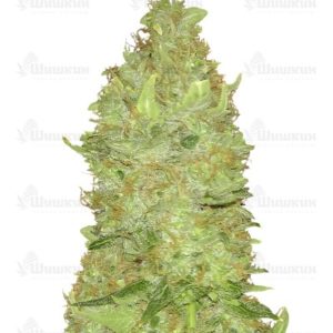 Семена сорта Misty Kush regular