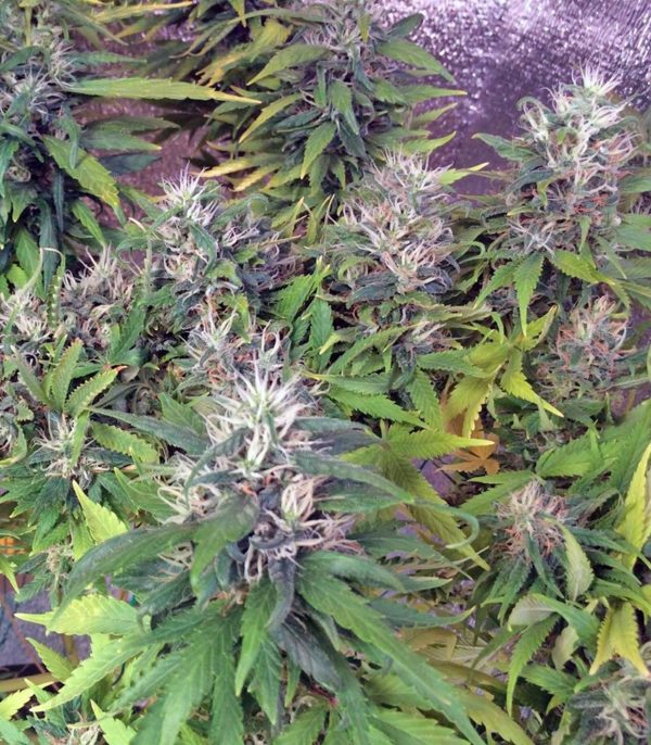 Семена сорта Dinamex (Dinafem Seeds) — изображение 5