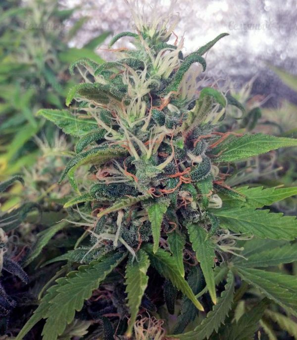 Семена сорта Dinamex (Dinafem Seeds) — изображение 6