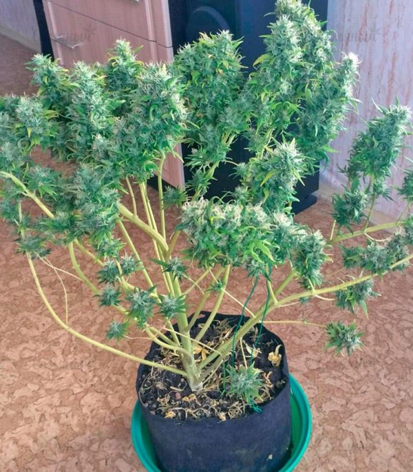 Семена сорта Dinamex (Dinafem Seeds) — изображение 7