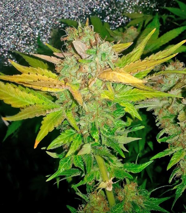 Семена сорта Biggest Bud (Big Bud) — изображение 4
