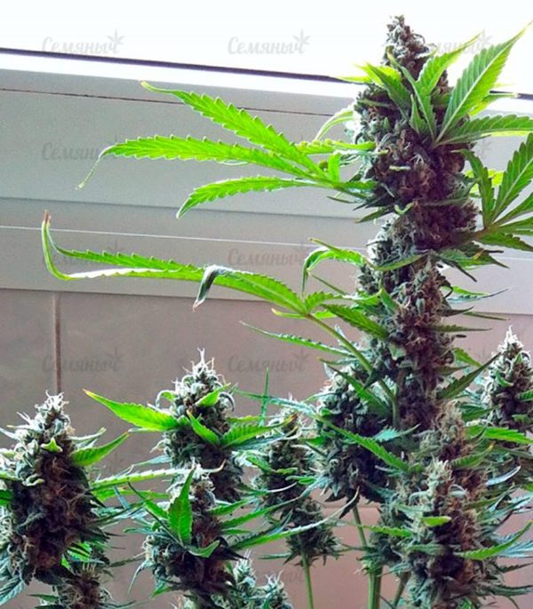 Семена сорта Shot Adrenaline auto (Samsara Seeds) — изображение 4