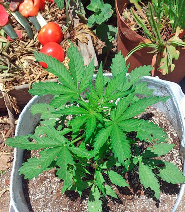 Семена сорта Shot Adrenaline auto (Samsara Seeds) — изображение 5