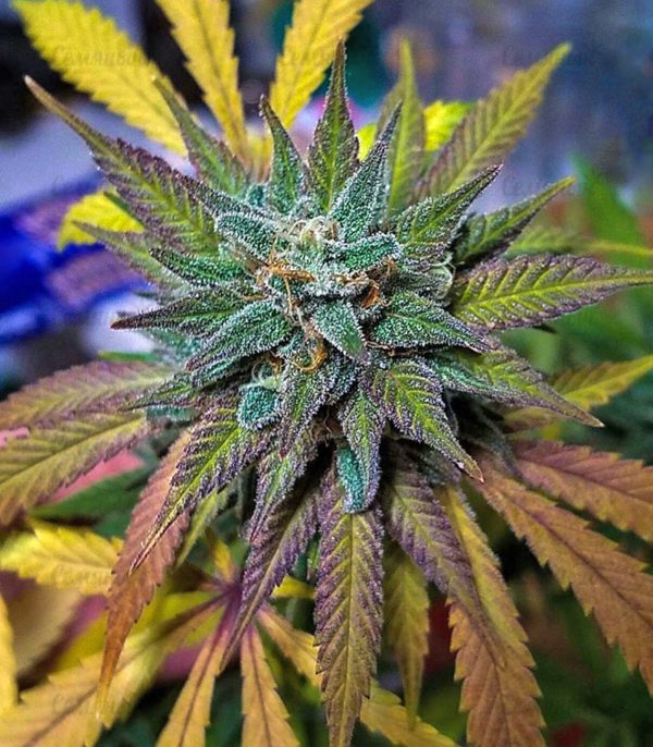 Семена сорта Shot Adrenaline auto (Samsara Seeds) — изображение 6