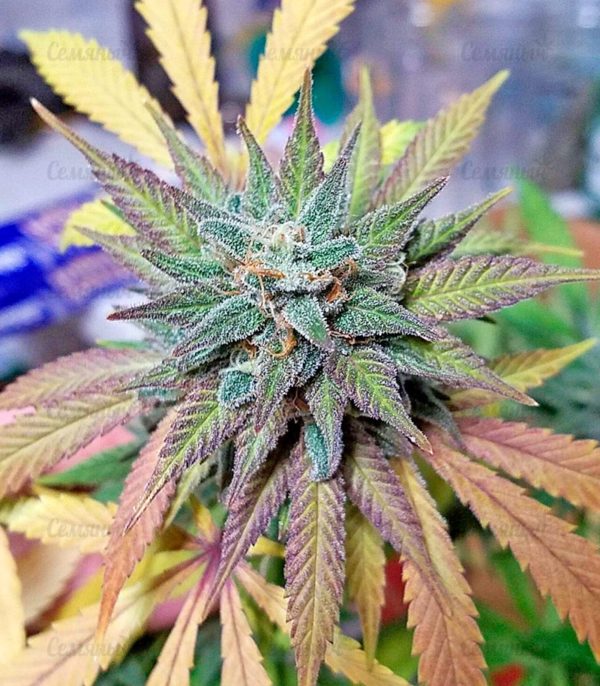 Семена сорта Shot Adrenaline auto (Samsara Seeds) — изображение 7