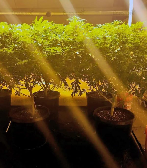 Семена сорта Auto Super Mazar (Victory Seeds) — изображение 4