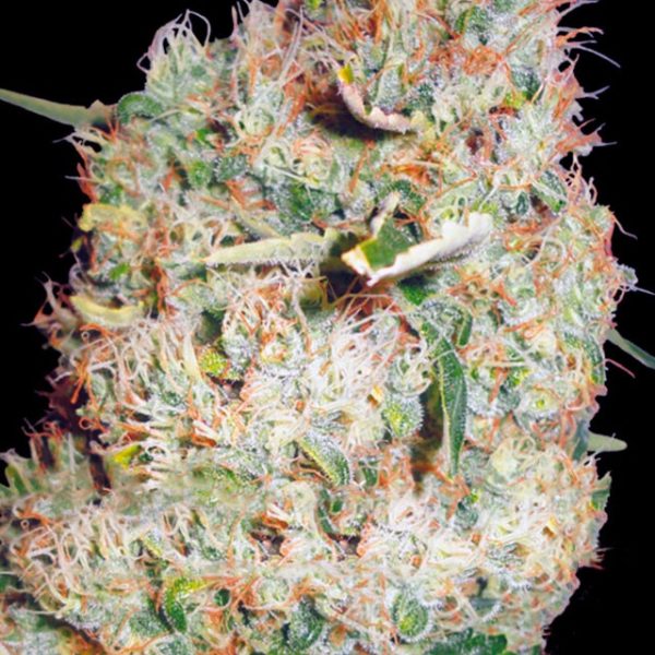 Семена сорта Auto Super Mazar (Victory Seeds) — изображение 6