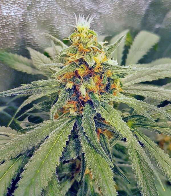 Семена сорта Auto Super Mazar (Victory Seeds) — изображение 7