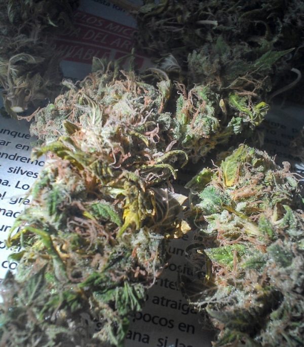 Семена сорта Sweet Amnesia Haze (Sweet Seeds) — изображение 4