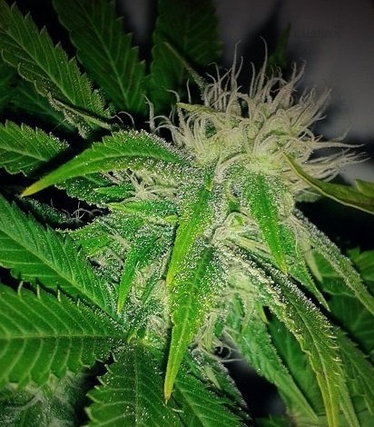 Семена сорта Sweet Amnesia Haze (Sweet Seeds) — изображение 5