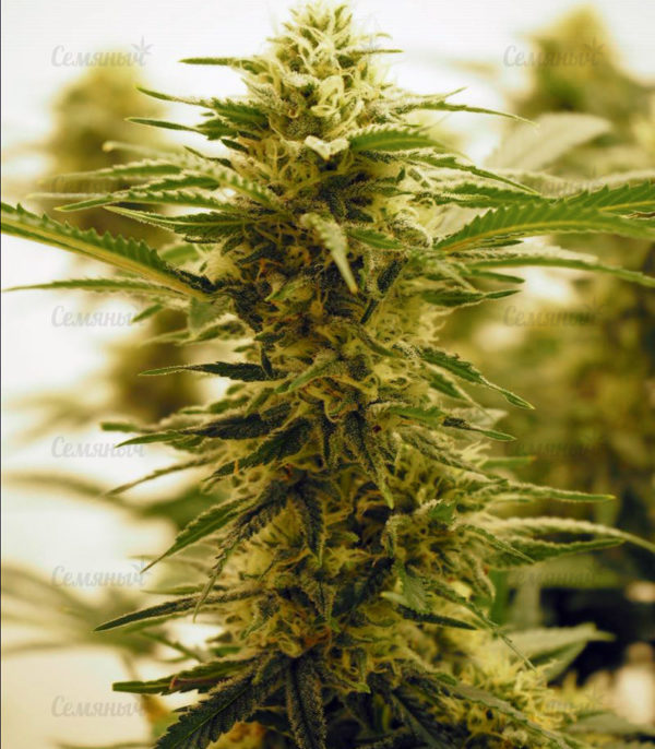 Семена сорта Critical Cheese Autoflowering (Dinafem Seeds) — изображение 6
