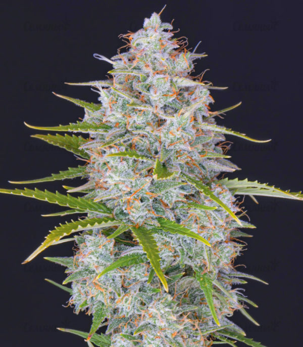 Stardawg auto (FastBuds) семена конопли — изображение 6