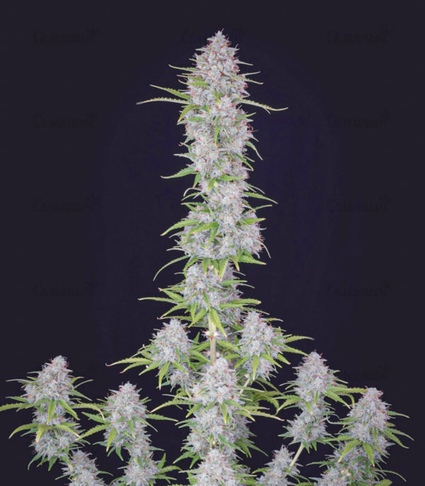 Stardawg auto (FastBuds) семена конопли — изображение 4