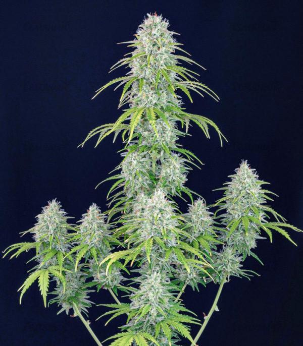 Stardawg auto (FastBuds) семена конопли — изображение 3