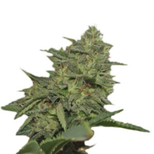 Семена сорта Original Cheese IBL (Paradise Seeds)