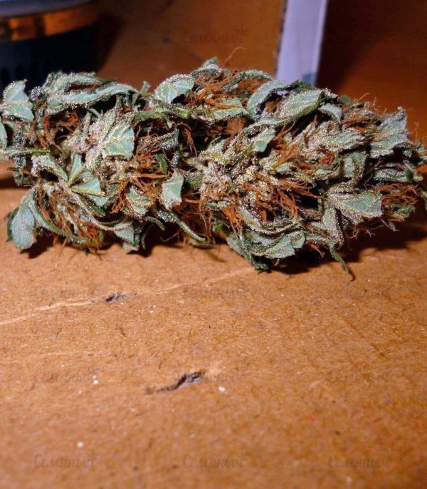 Семена сорта Bubba Kush (GHS) — изображение 4